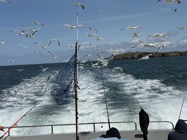 Anglesey Boat Charters photo 5