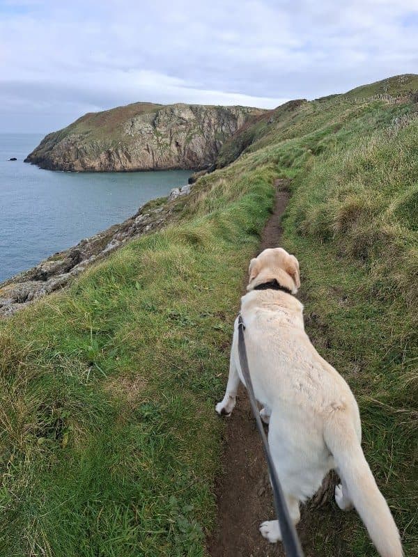 Anglesey Coastal Path photo 3