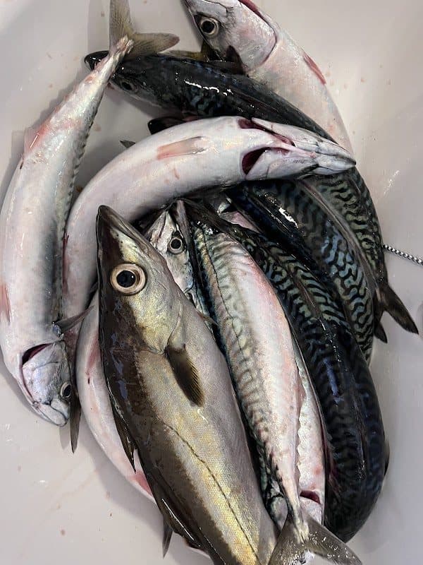 Anglesey Fishing & Boat Trips photo 4