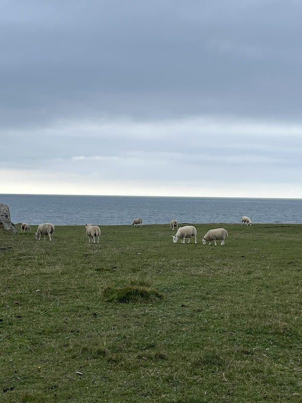 Bwa Gwyn photo 3