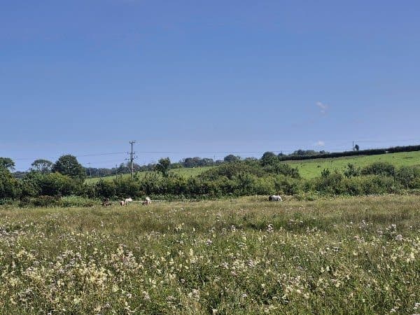 Cors Bodeilio National Nature Reserve photo 1