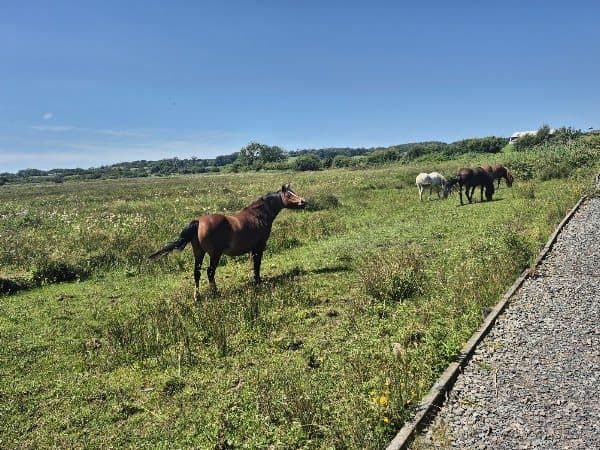 Cors Bodeilio National Nature Reserve photo 4