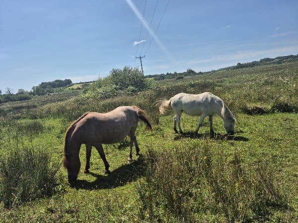 Cors Bodeilio National Nature Reserve photo 5