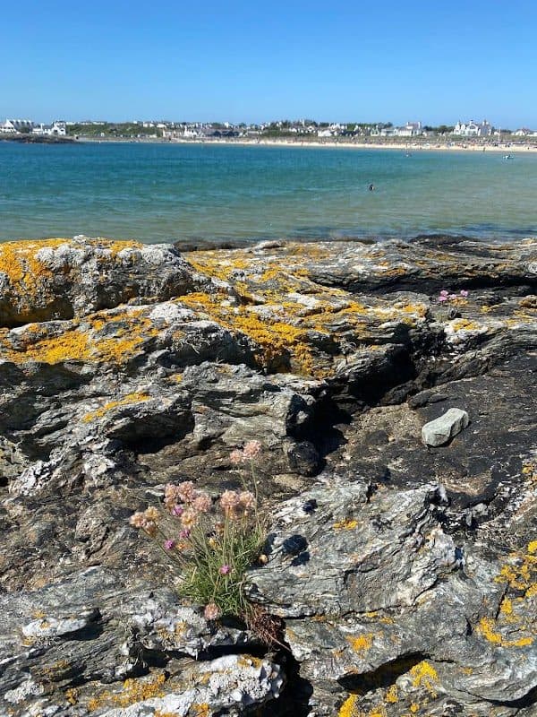 Porth Diana North Wales Wildlife Trust Nature Reserve photo 5