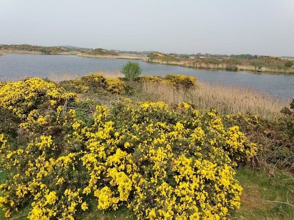 RSPB Valley Wetlands photo 4